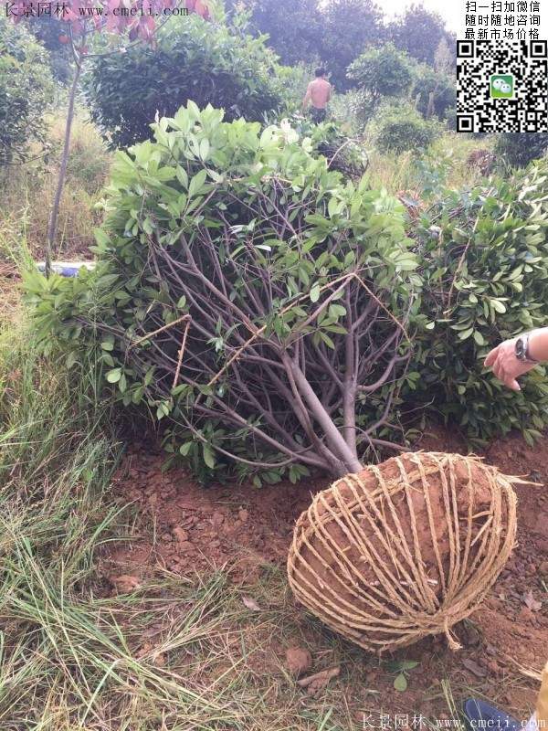 紅葉石楠球--長景園林 紅葉石楠球--長景園林