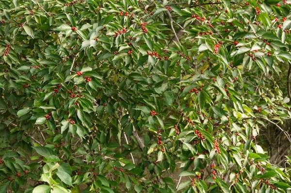 金銀木價格 金銀木價格