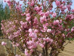 哪里有櫻花樹賣，偷偷告訴你一家又好又便宜的