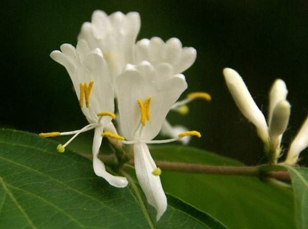 金銀木圖片 金銀木圖片