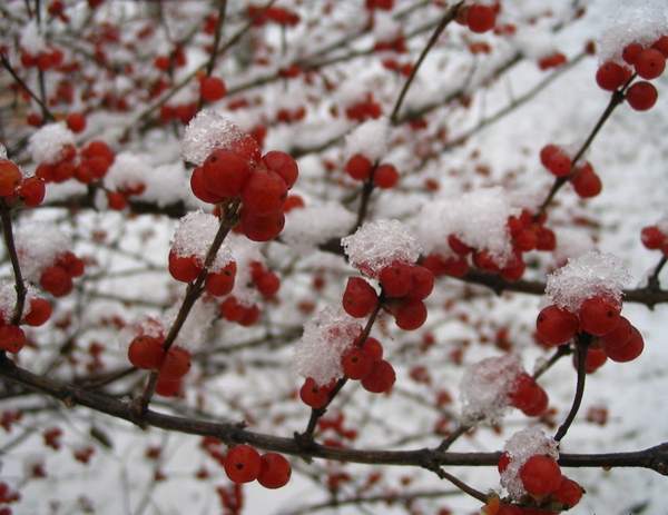 金銀木圖片 金銀木圖片