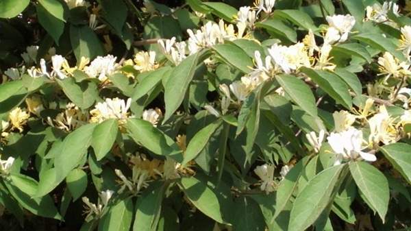 金銀木圖片 金銀木圖片