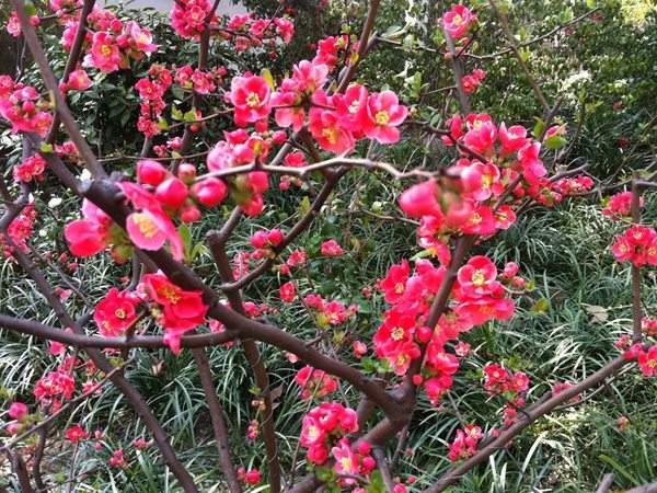 想要貼梗海棠花開得好，修剪養(yǎng)護(hù)很重要