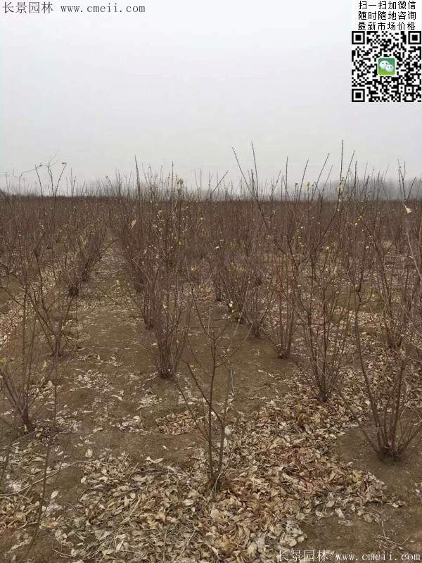 沭陽(yáng)臘梅樹(shù)