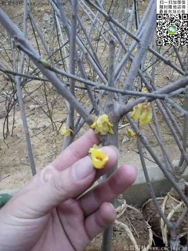 沭陽(yáng)臘梅樹(shù)