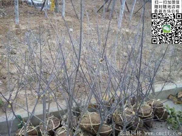 沭陽(yáng)臘梅樹(shù)