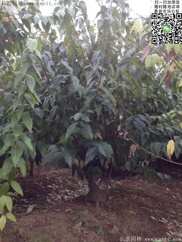 沭陽(yáng)臘梅樹(shù)