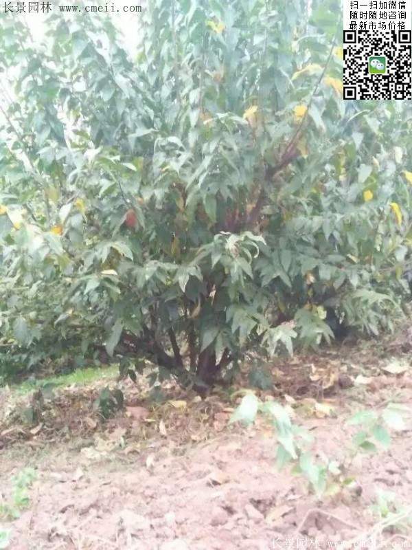 沭陽(yáng)臘梅樹(shù)