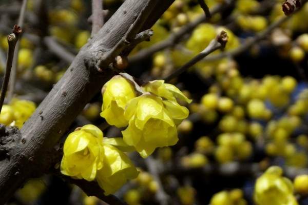 沭陽(yáng)臘梅樹(shù)