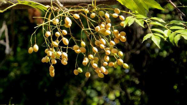 沭陽(yáng)苦楝 沭陽(yáng)苦楝
