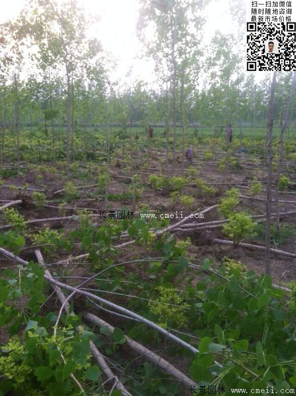 楊樹苗多少錢一棵？