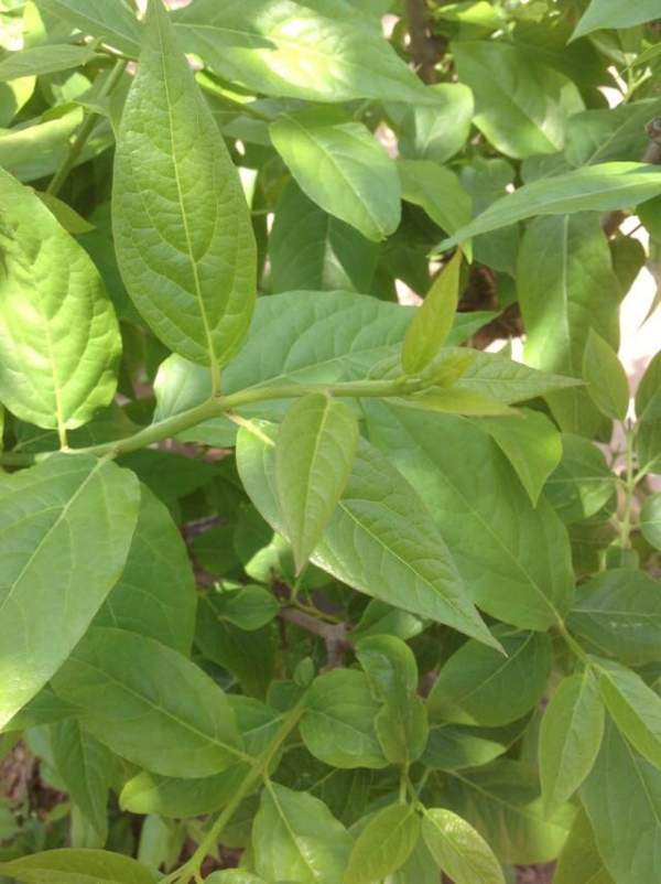 華東臘梅樹批發