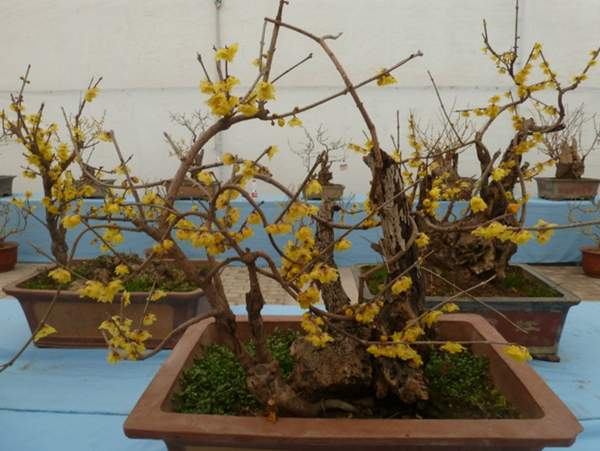 臘梅盆景 臘梅盆景