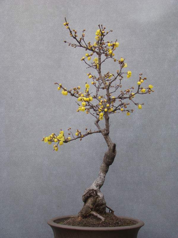 臘梅樹的前途 臘梅樹的前途