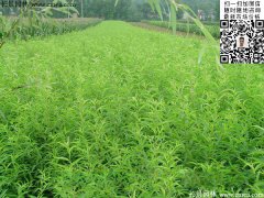 哪里有桃樹(shù)苗賣(mài)，偷偷告訴你一家又好又便宜的