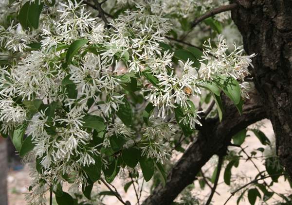 沭陽流蘇樹的價格 沭陽流蘇樹的價格