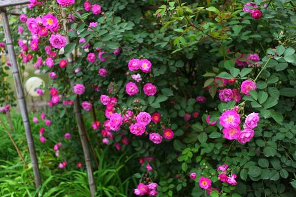 2016薔薇花多少錢(qián)一棵