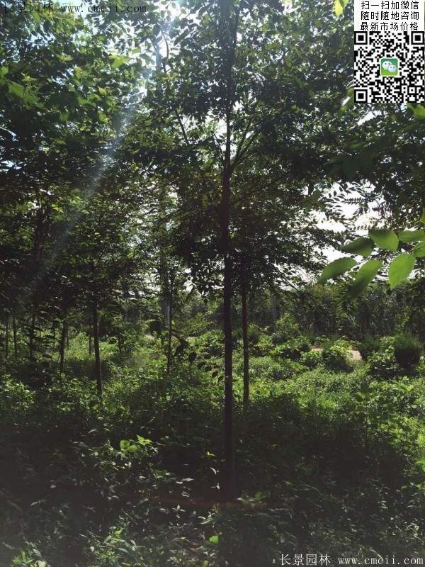 櫸樹哪里便宜？麻煩推薦一家大型，有誠信的單位！