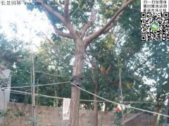 都是傲嬌的流蘇樹，只賣呆萌的價格