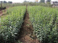 16年下半年流蘇樹價格走勢怎么樣，現價格在是多