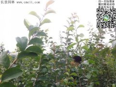 「內部資料」行內采購流蘇樹報價單曝光！