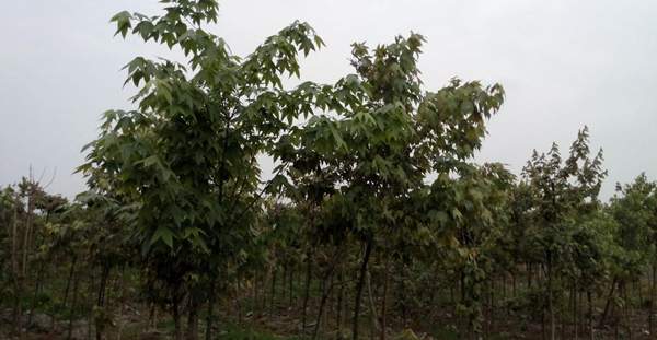 青楓樹(shù)綠化