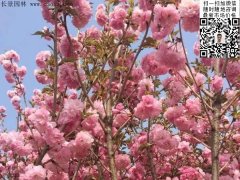 早櫻、晚櫻都是櫻，但你知道那款櫻花是最被看