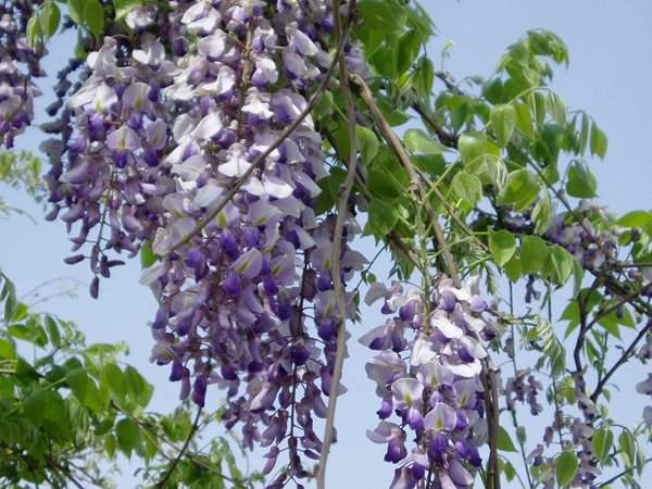 紫藤花、葉