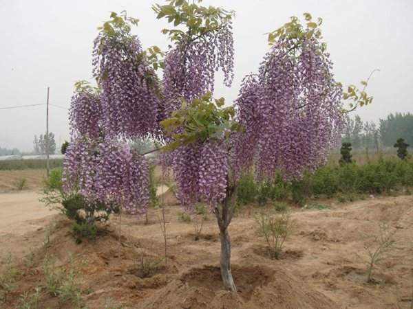 紫藤樹
