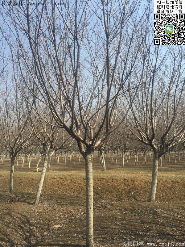 沭陽大規格的櫻花樹