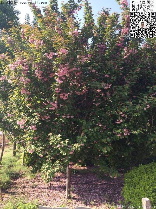 沭陽大規格的櫻花樹