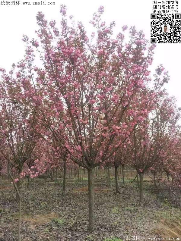 沭陽大規格的櫻花樹