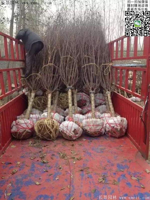 沭陽的榆葉梅樹 沭陽的榆葉梅樹