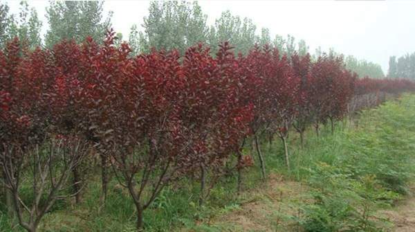 紫葉李規格 紫葉李規格