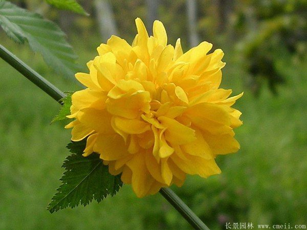 沭陽(yáng)棣棠苗