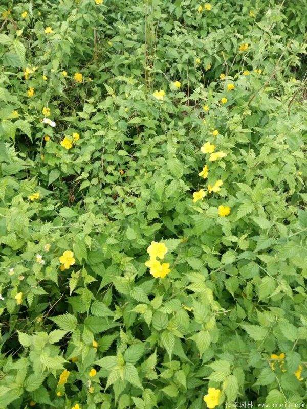 沭陽(yáng)棣棠苗