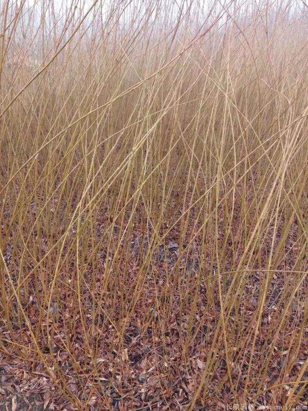 棣棠花產(chǎn)地 棣棠花產(chǎn)地