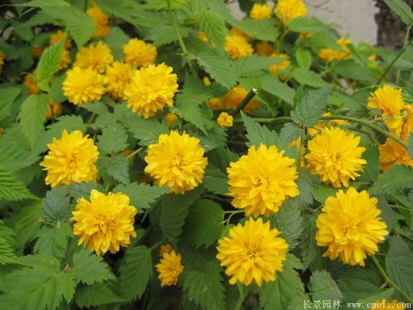 棣棠花產(chǎn)地 棣棠花產(chǎn)地