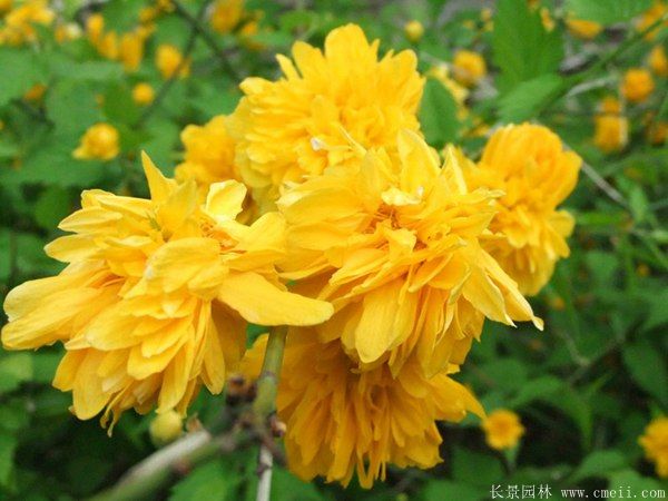 棣棠花產(chǎn)地 棣棠花產(chǎn)地