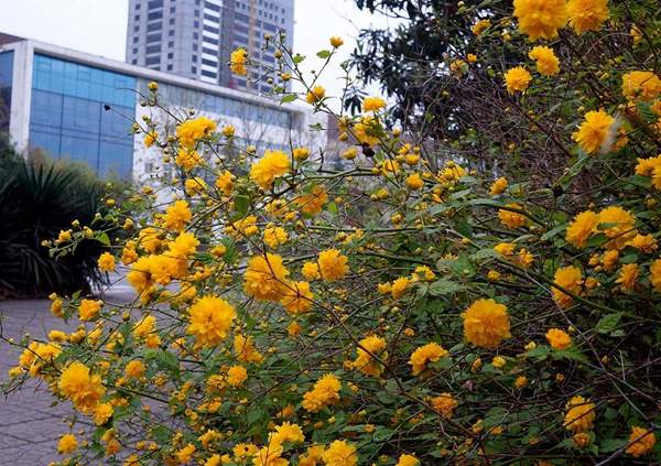 道路旁的棣棠花 道路旁的棣棠花