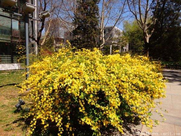 棣棠價格 棣棠價格