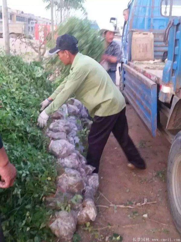 優質精品棣棠花 優質精品棣棠花