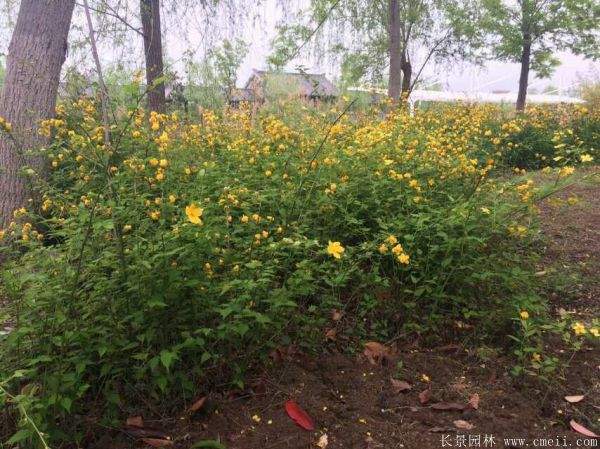 優質精品棣棠花 優質精品棣棠花