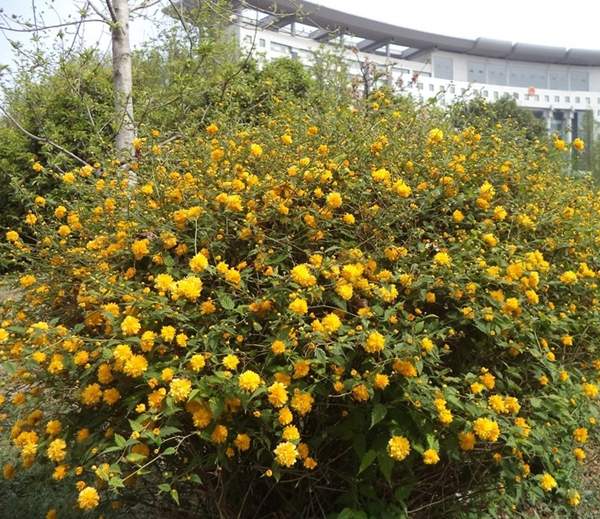 沭陽棣棠花 沭陽棣棠花