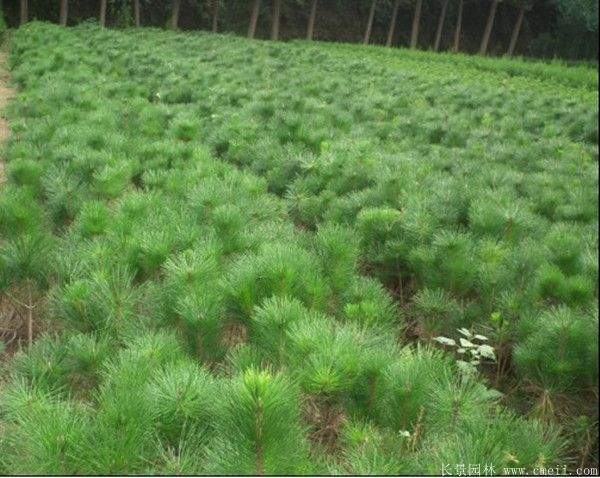 沭陽黑松 沭陽黑松