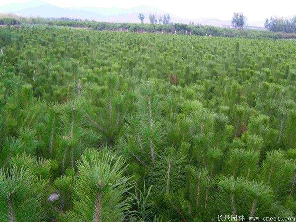 優質黑松樹 優質黑松樹