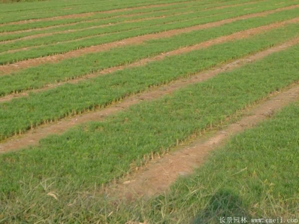 沭陽黑松 沭陽黑松