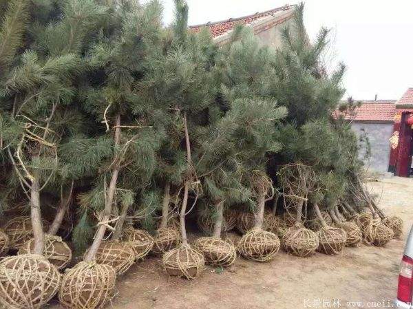 沭陽黑松基地 沭陽黑松基地