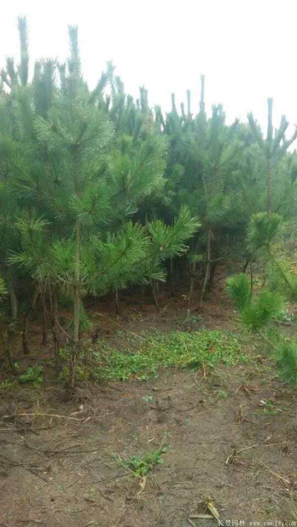 沭陽黑松苗 沭陽黑松苗
