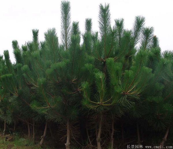 沭陽黑松造型 沭陽黑松造型